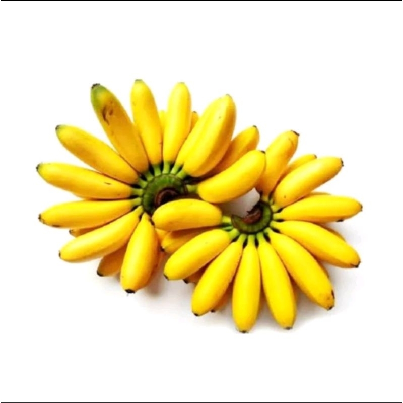 

buah pisang mas,golden banana fresh super 1 sisir manis