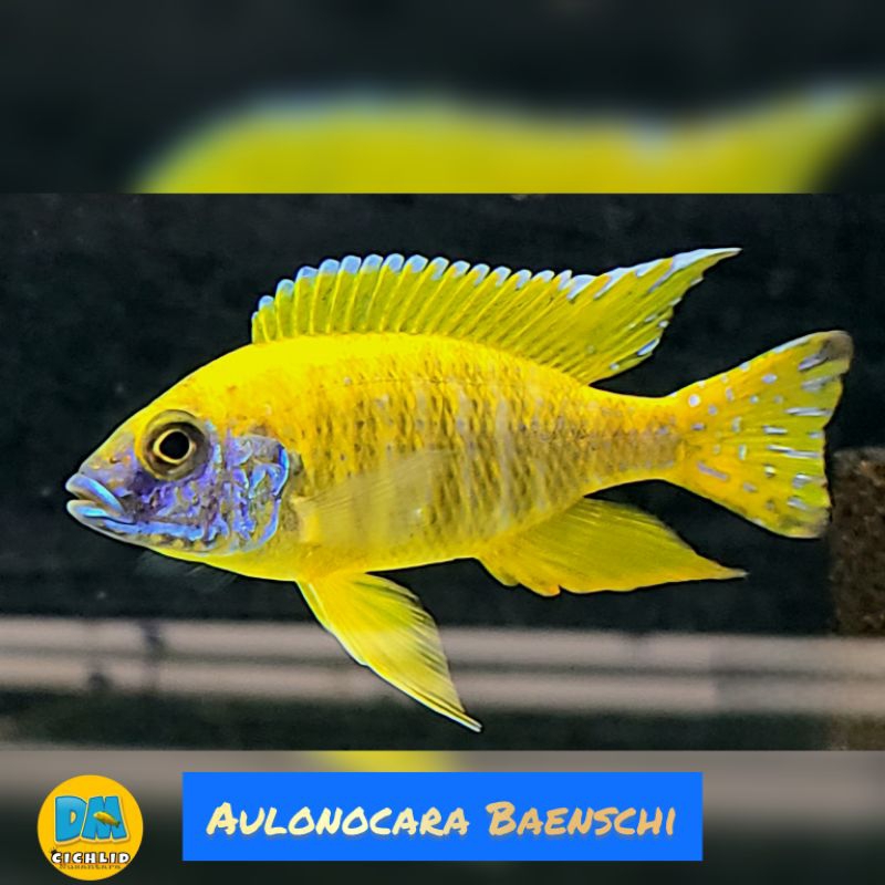 aulonocara Baenschi cichlid
