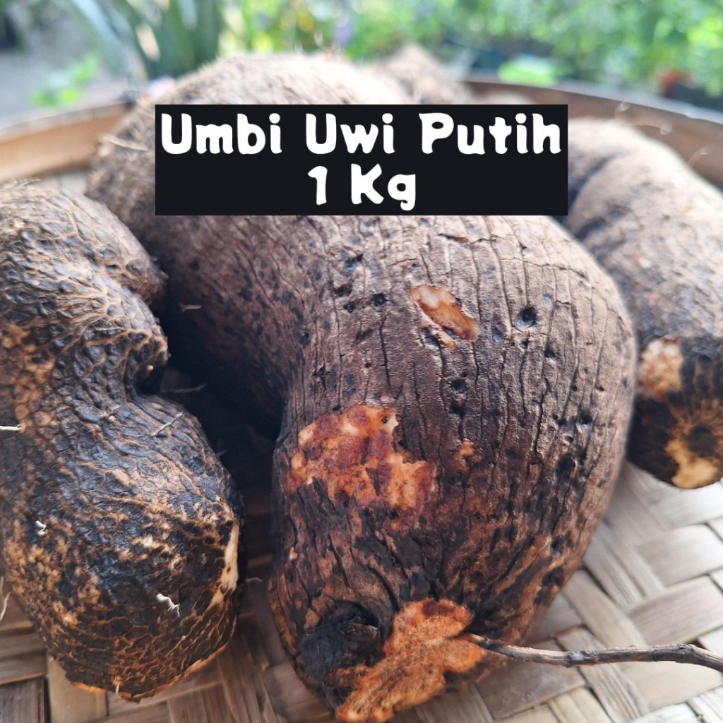 

Umbi Uwi Putih Segar Dan Manis Dari Kebun - 1 Kg