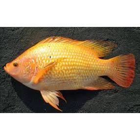 

Ikan Nila Segar Langsung Kirim