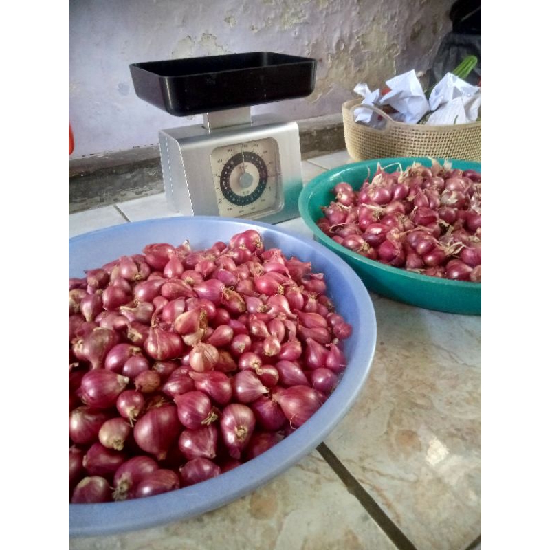 

Bawang Merah Asli Probolinggo (Manis Tidak Mudah Gosong)