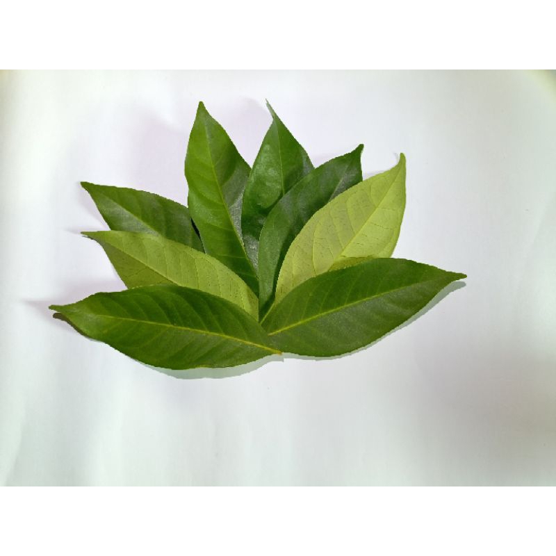 

DAUN SALAM FRESH PETIK SAAT ORDER