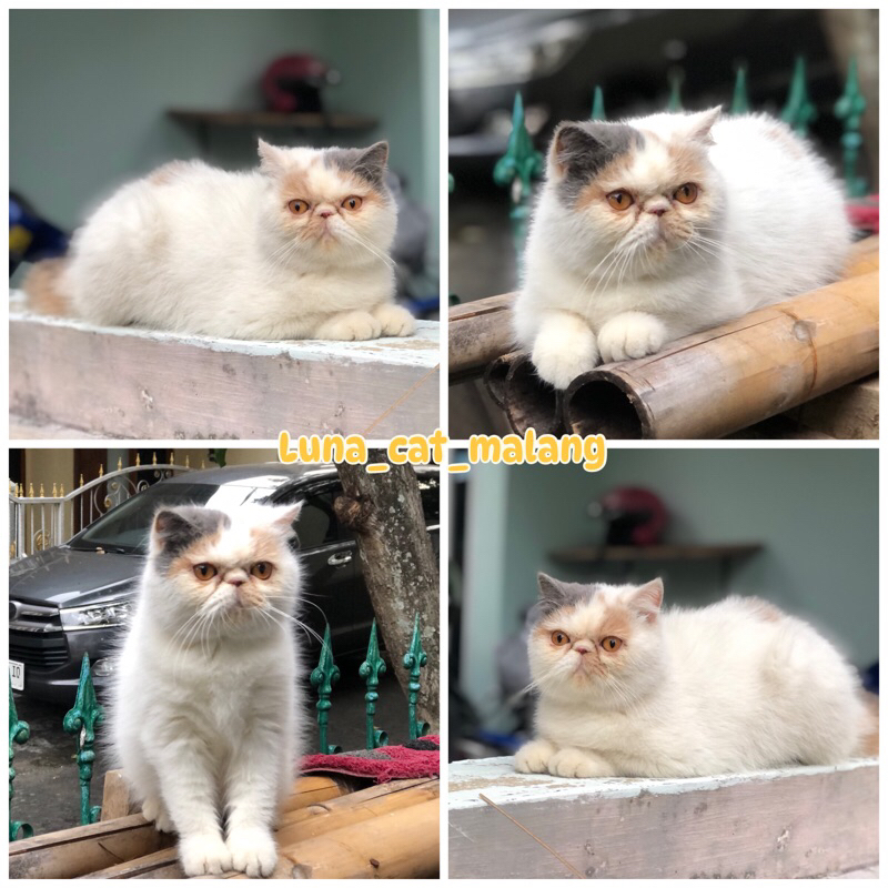 kucing exotic peaknose