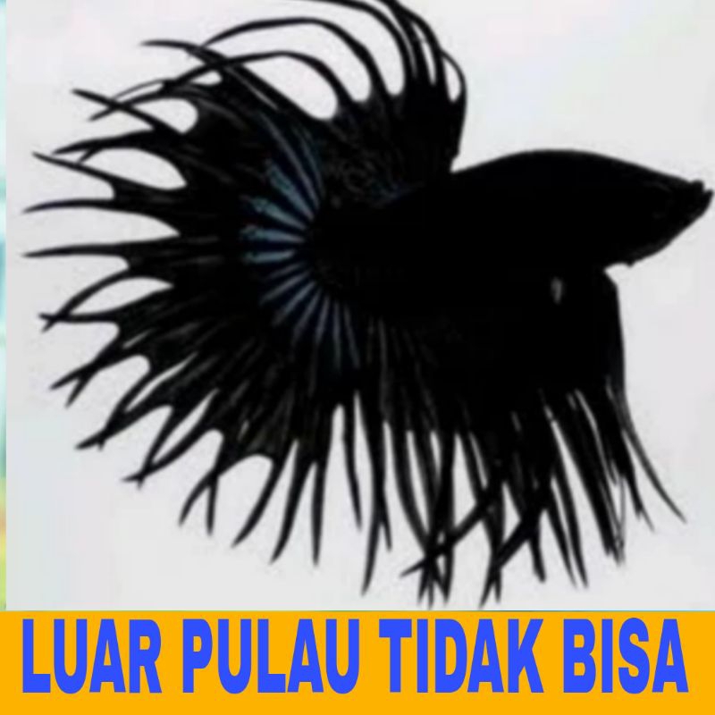 

IKAN CUPANG CRONW TAIL isi 9 BONUS PAKAN BERGARANSI
