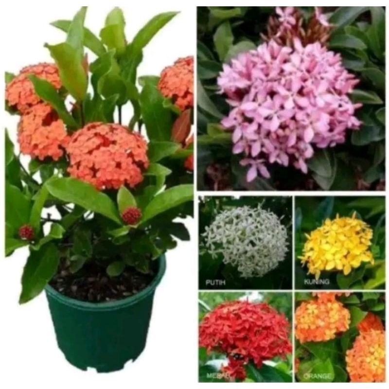 PAKET 3 TANAMAN HIAS ASOKA BUNGA CANTIK