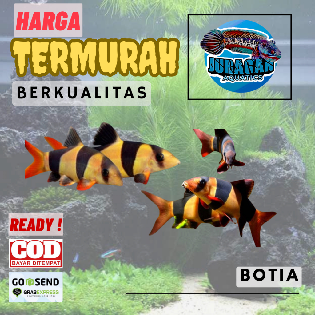 Ikan Botia Nemo Air Tawar - Ikan Botia Sumatra - Ikan Hias Air Tawar Aquariun - Ikan Badut Air Tawar