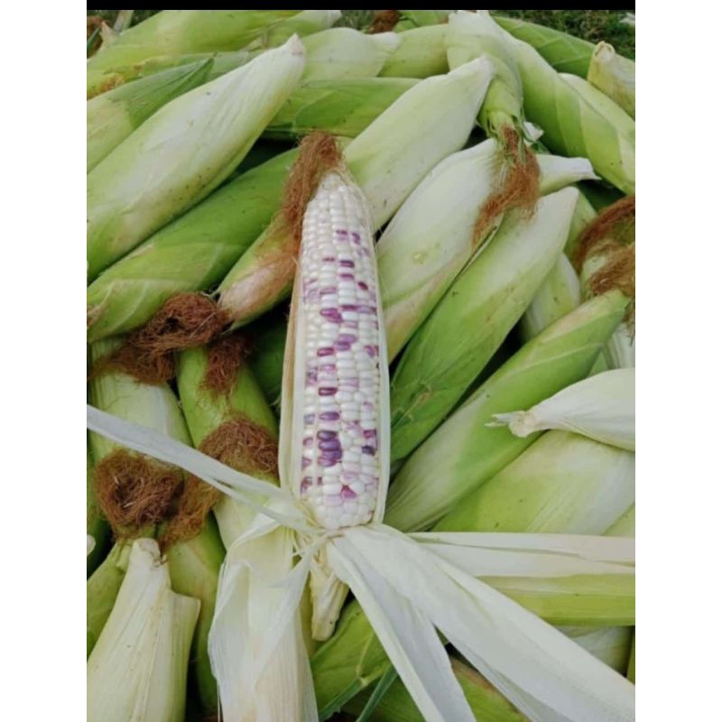 

Jagung ketan