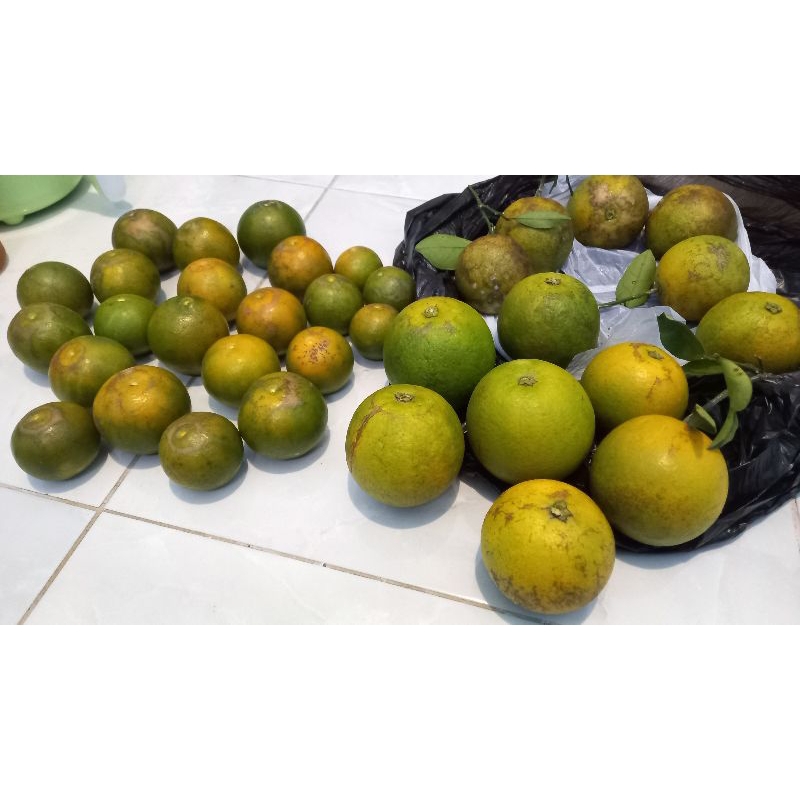 

Buah jeruk