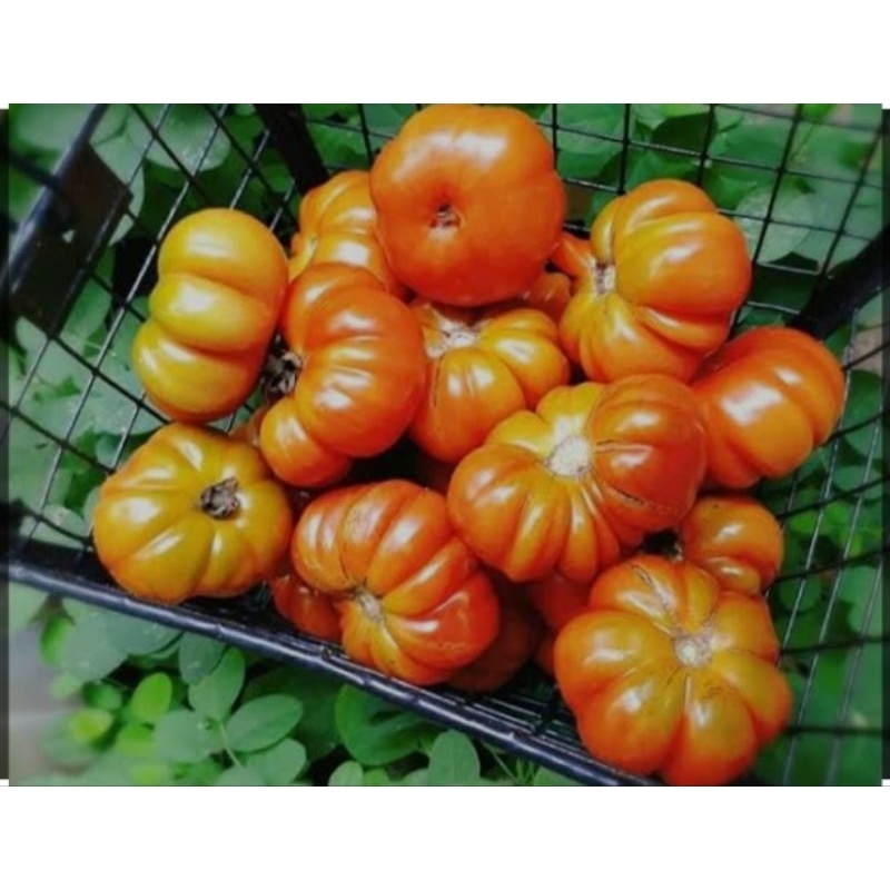 

RANTI TOMAT SAMBAL TEMPONG BANYUWANGI