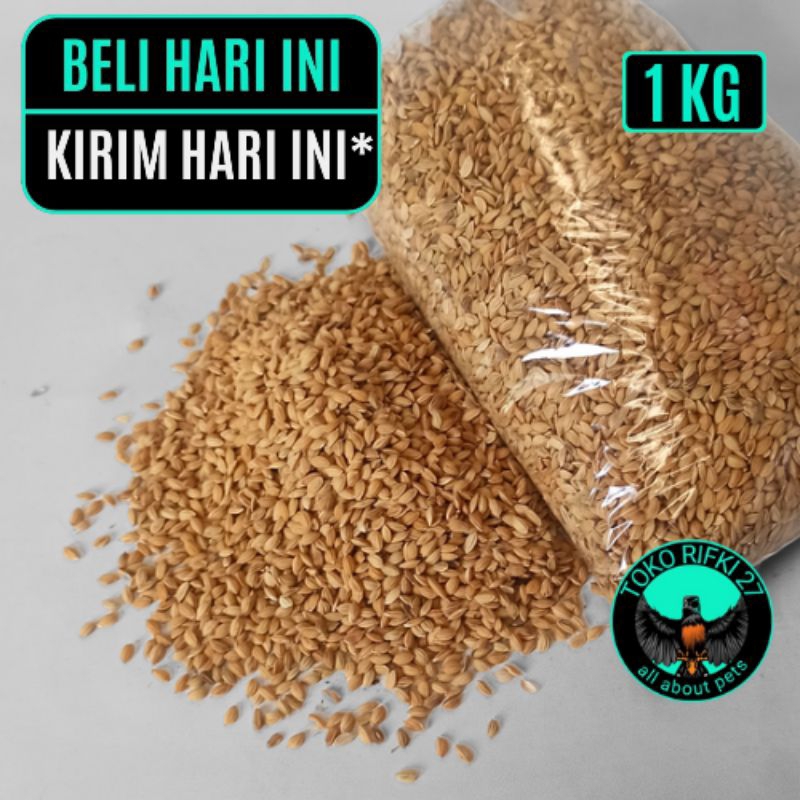 PAKAN BURUNG GABAH BANGKOK PAKAN BURUNG(1KG)