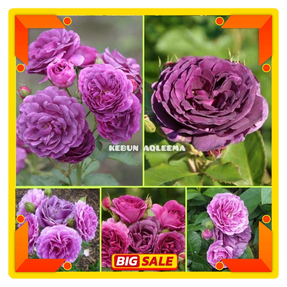 Mawar Import - Mawar Minerva Wangi