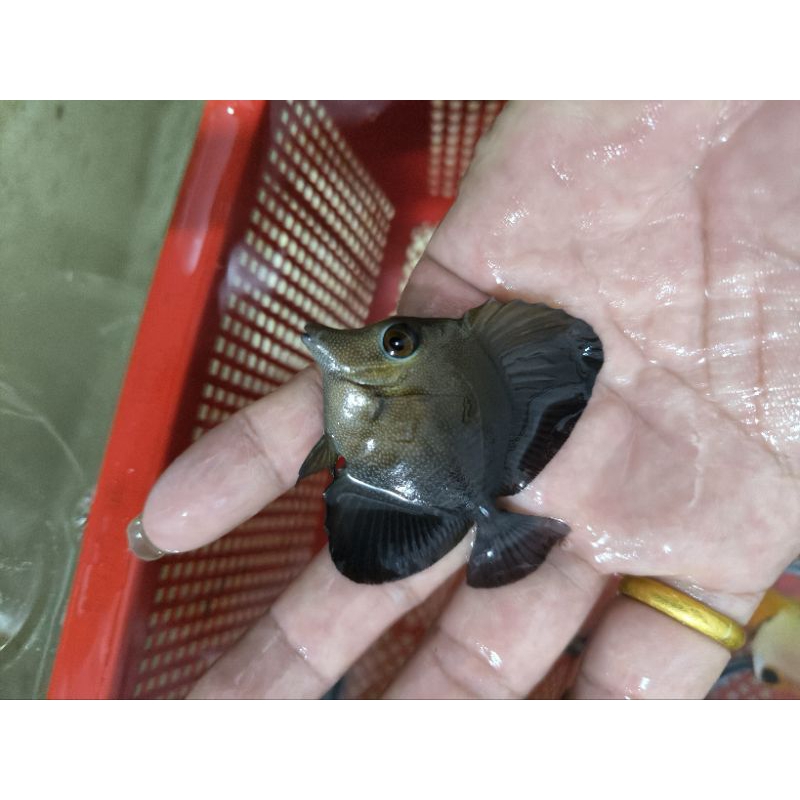 

Ikan Burung Laut Scopas Tang