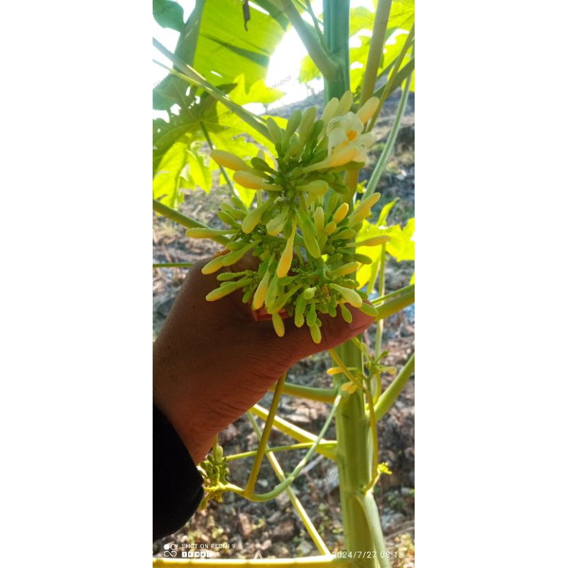 

bunga pepaya 200gr