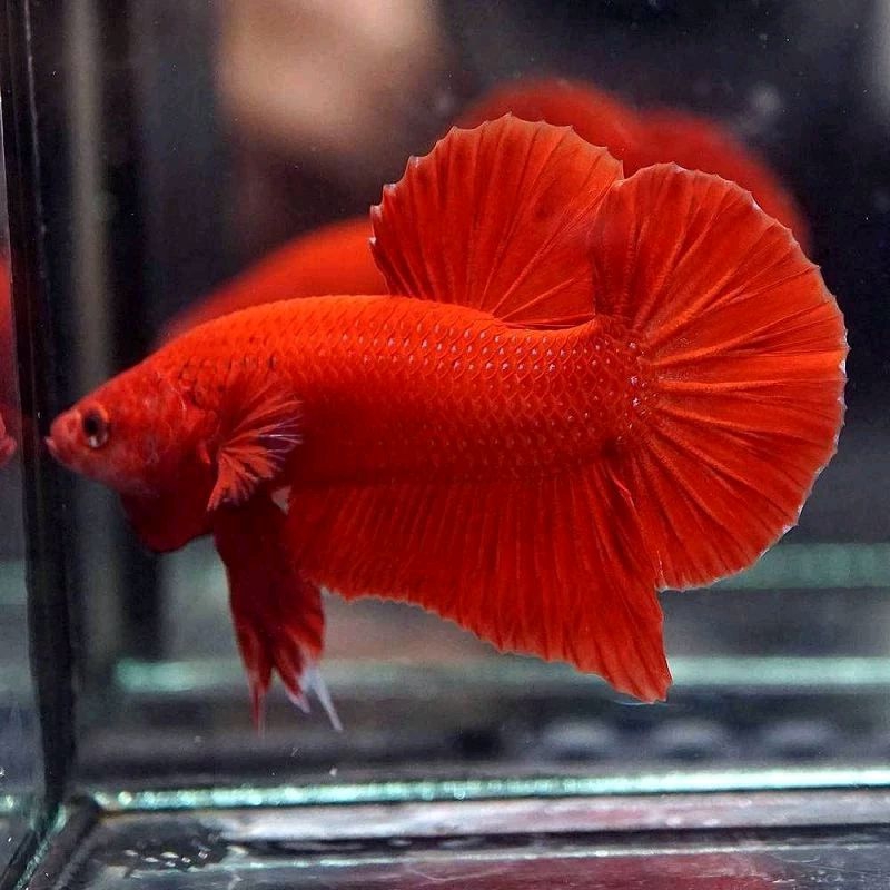 CUPANG BAGAN MERAH (Api)