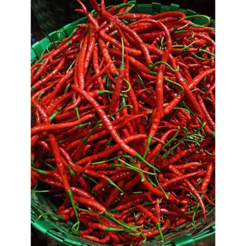 

Lombok/Cabe Keriting Merah, Pasar Murah Makassar