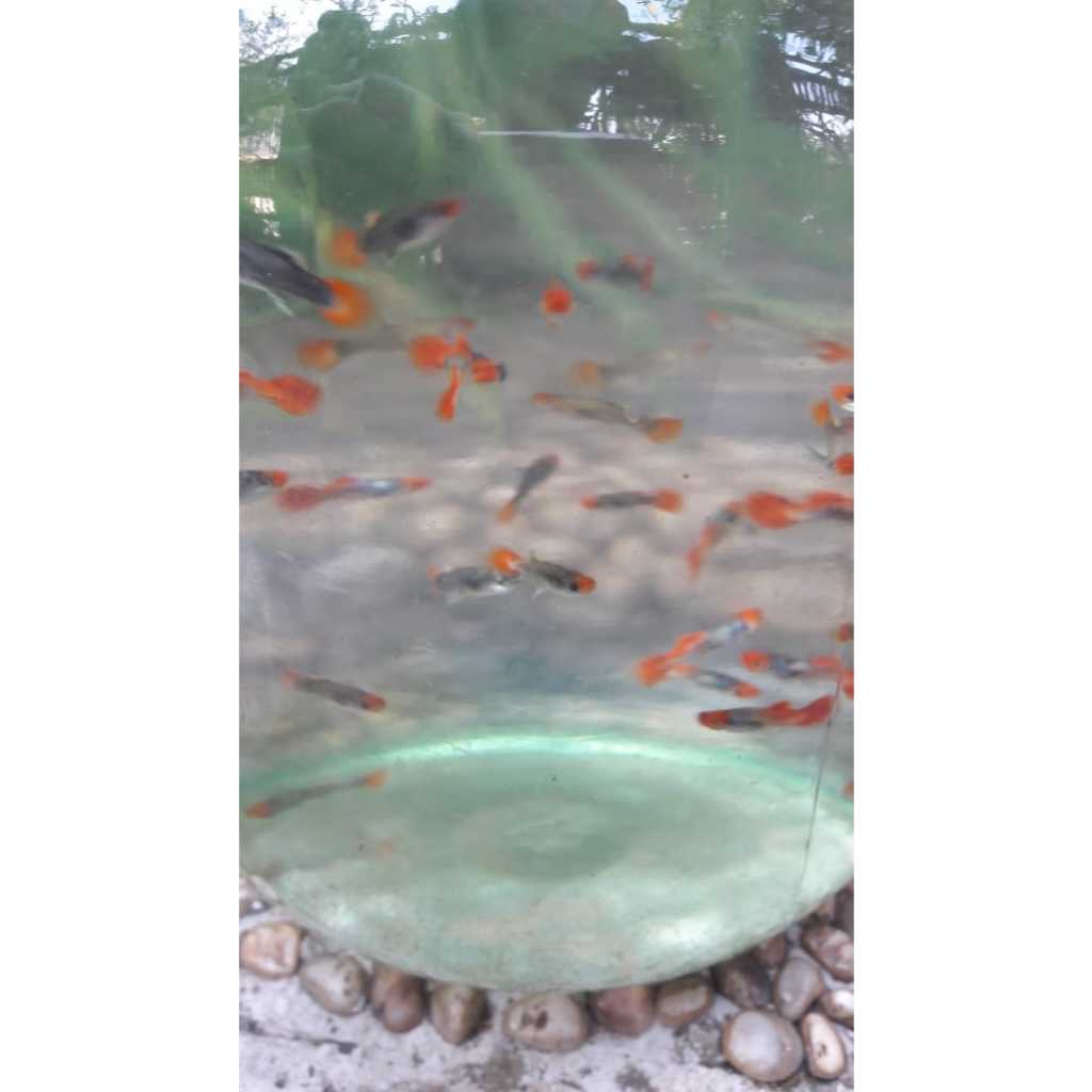 Ikan Guppy Pakan Ikan Predator Paket 50 Ekor