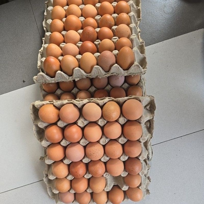 

telur ayam
