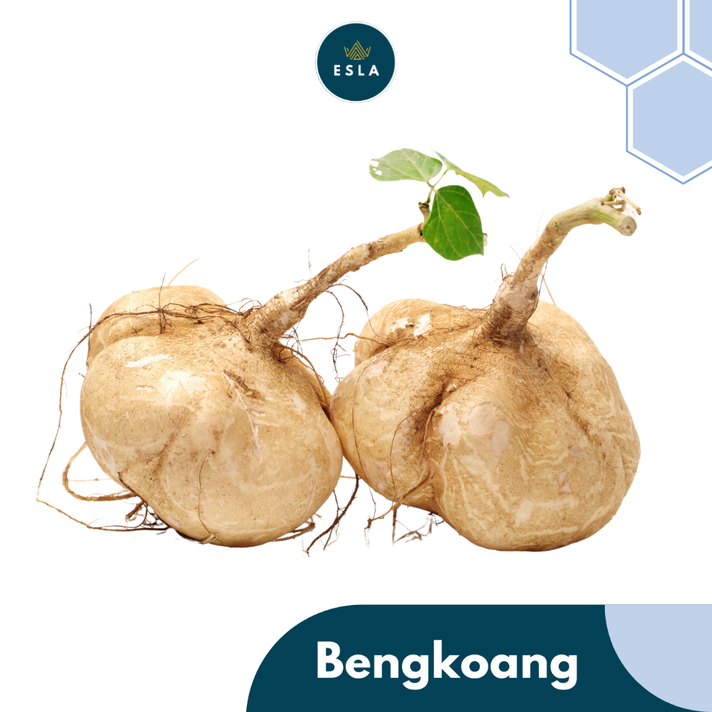 

LE BENGKOANG 1 KG I Buah Fresh dan Premium - ESLA
