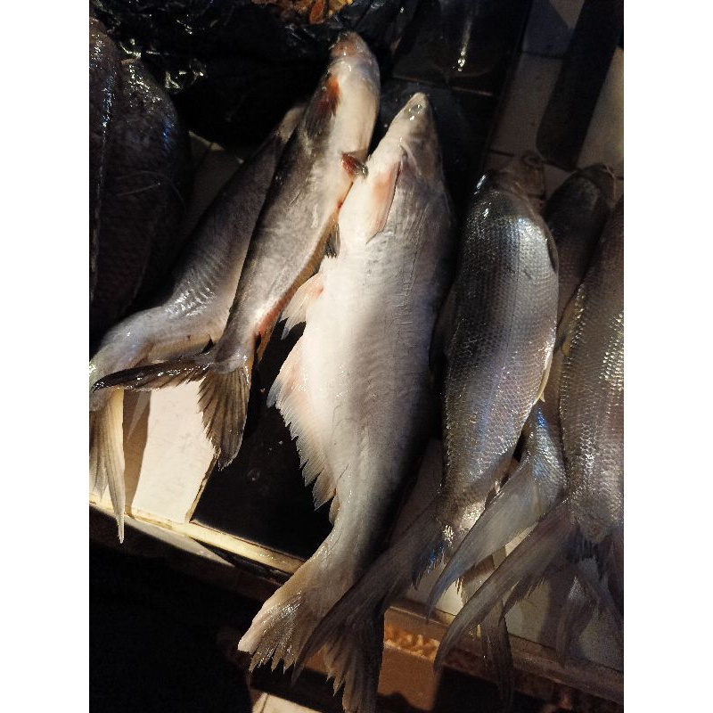 

Ikan Patin Segar 1kg