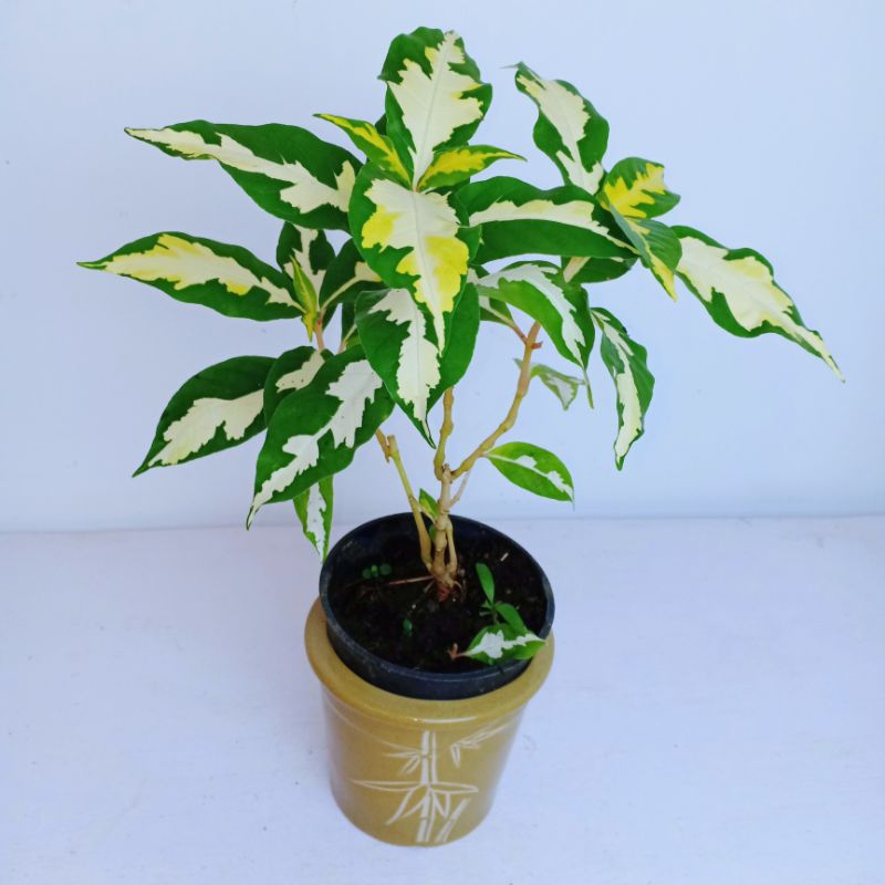 Graptophyllum Pictum Variegata tanaman hias cantik eksotik langka