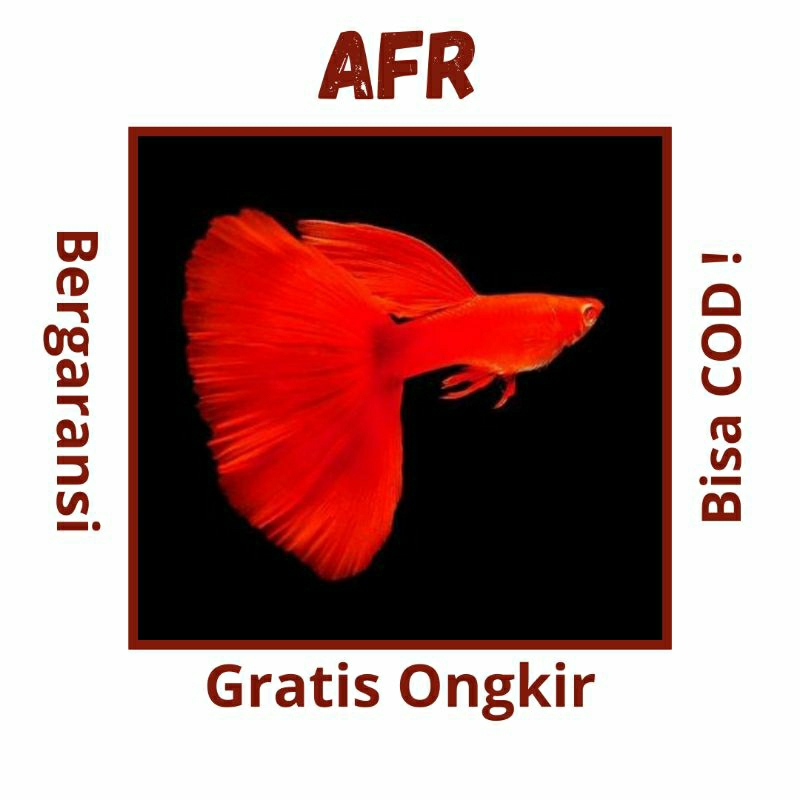 

Packing Kardus Albino Full Red - Aman
