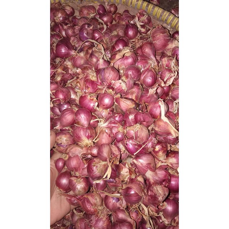 

Bawang merah curup