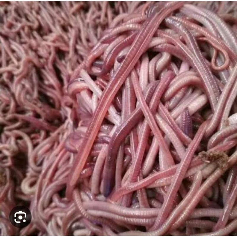 Cacing Pakan Mancing Ikan ANC 1 Kg Murah Obat Herbal Tradisional