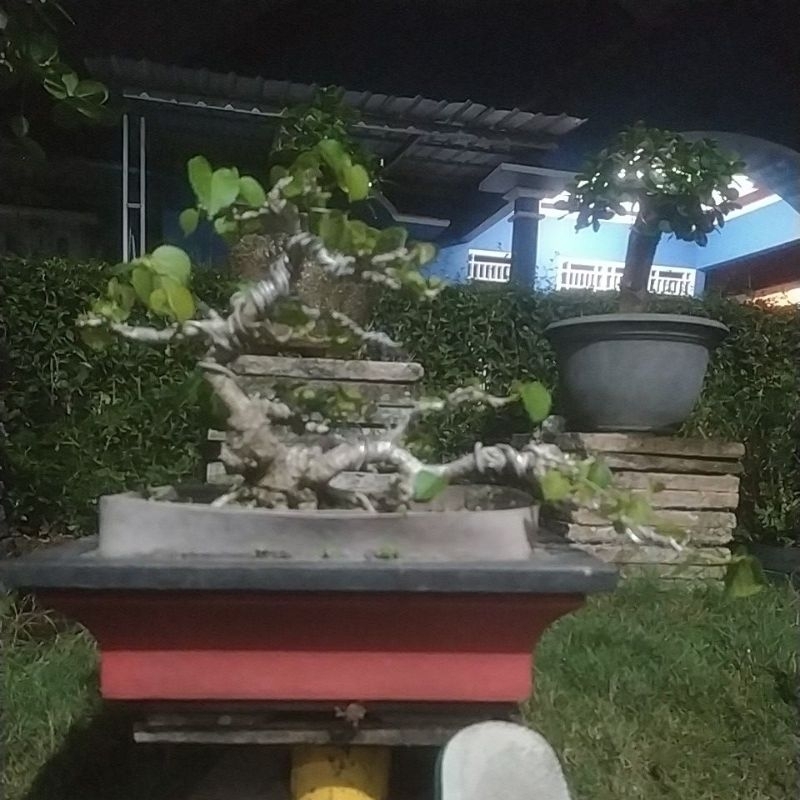 BONSAI WARU INDIA