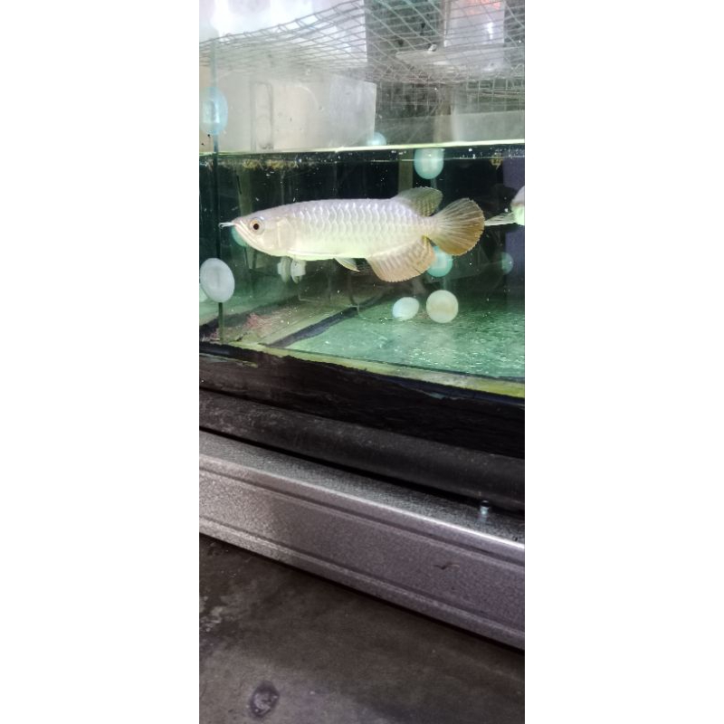 PROMO GOLDEN RED 23-25cm chip sertifikat lengkap TERMURAH