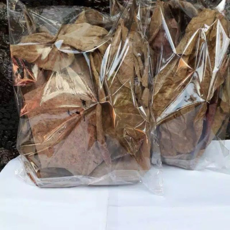 ekstrak daun ketapang kering olahan