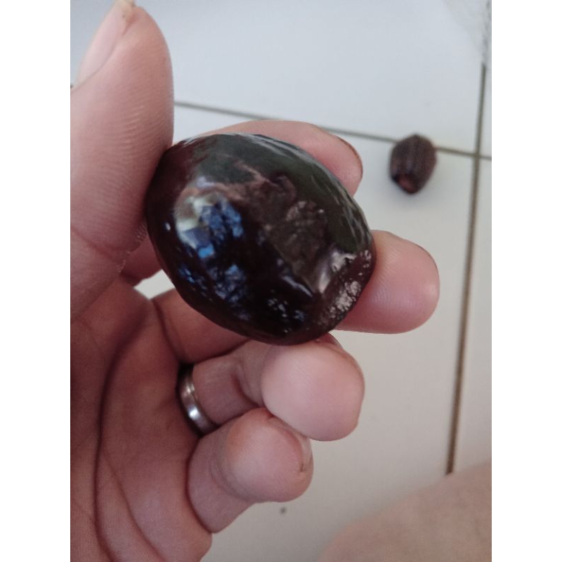 muncang adu anak LK pasangan bagus