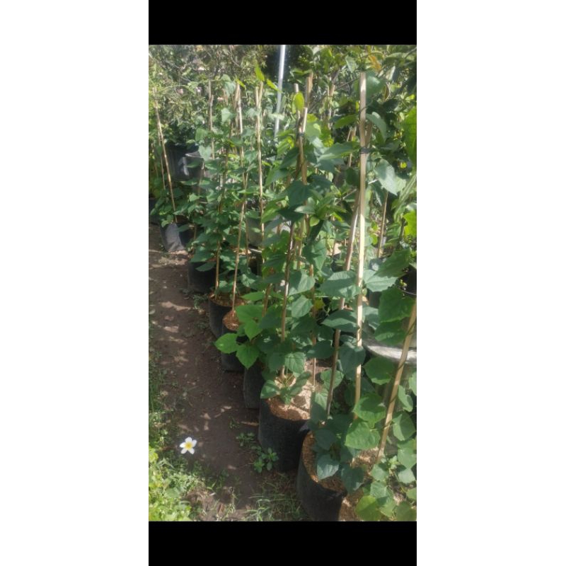 Tanaman Hias Bahan Taman Rambat - Bunga Thunbergia Putih | Godong Jawi
