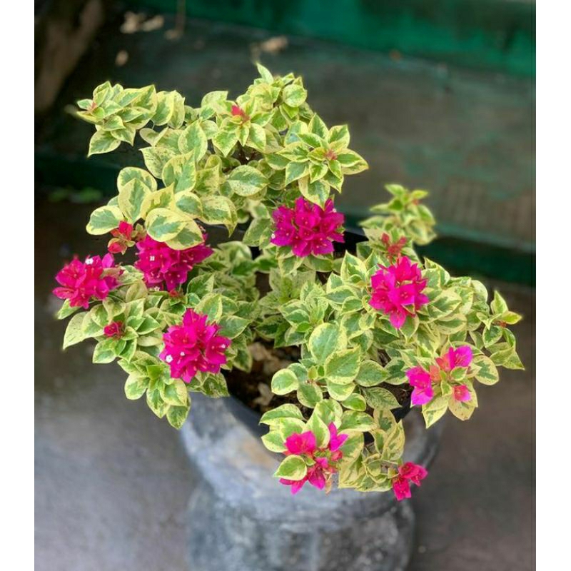 tanaman hias Bougenville varigata pink pohon Bougenville varigata bunga pink