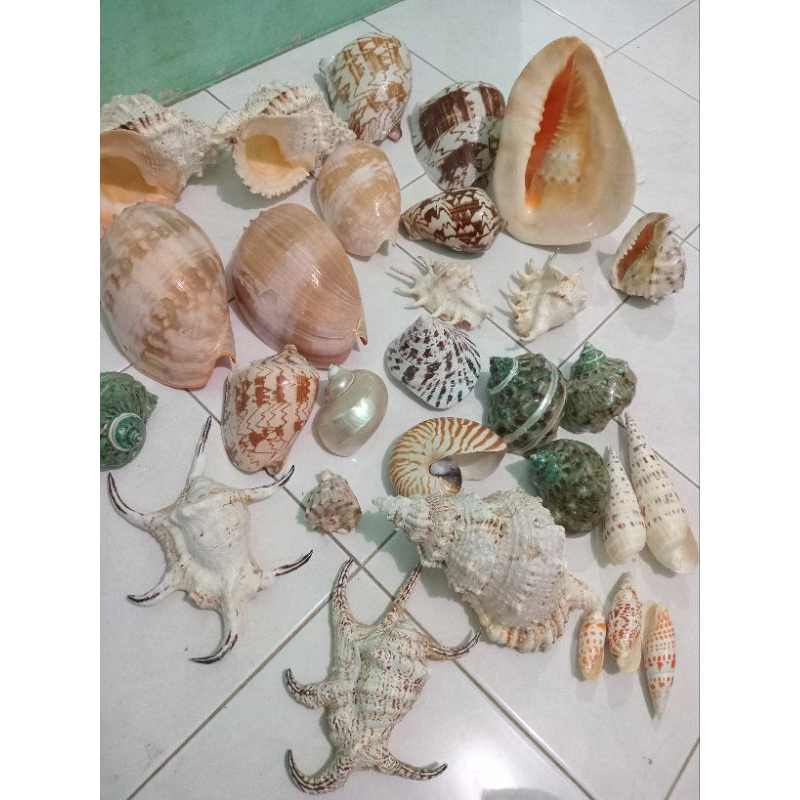

Kerang koleksi 2pcs