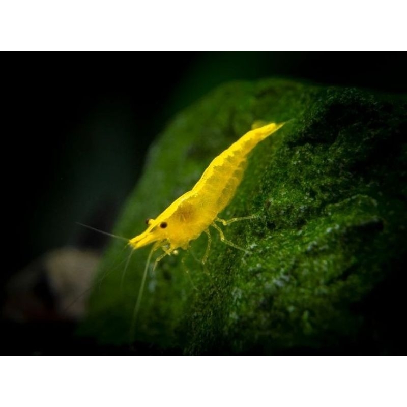 Udang Hias Yellow Fire Udang Hias Aquascape