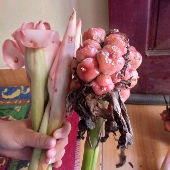 

buah/bunga kecombrang/honje/500gram