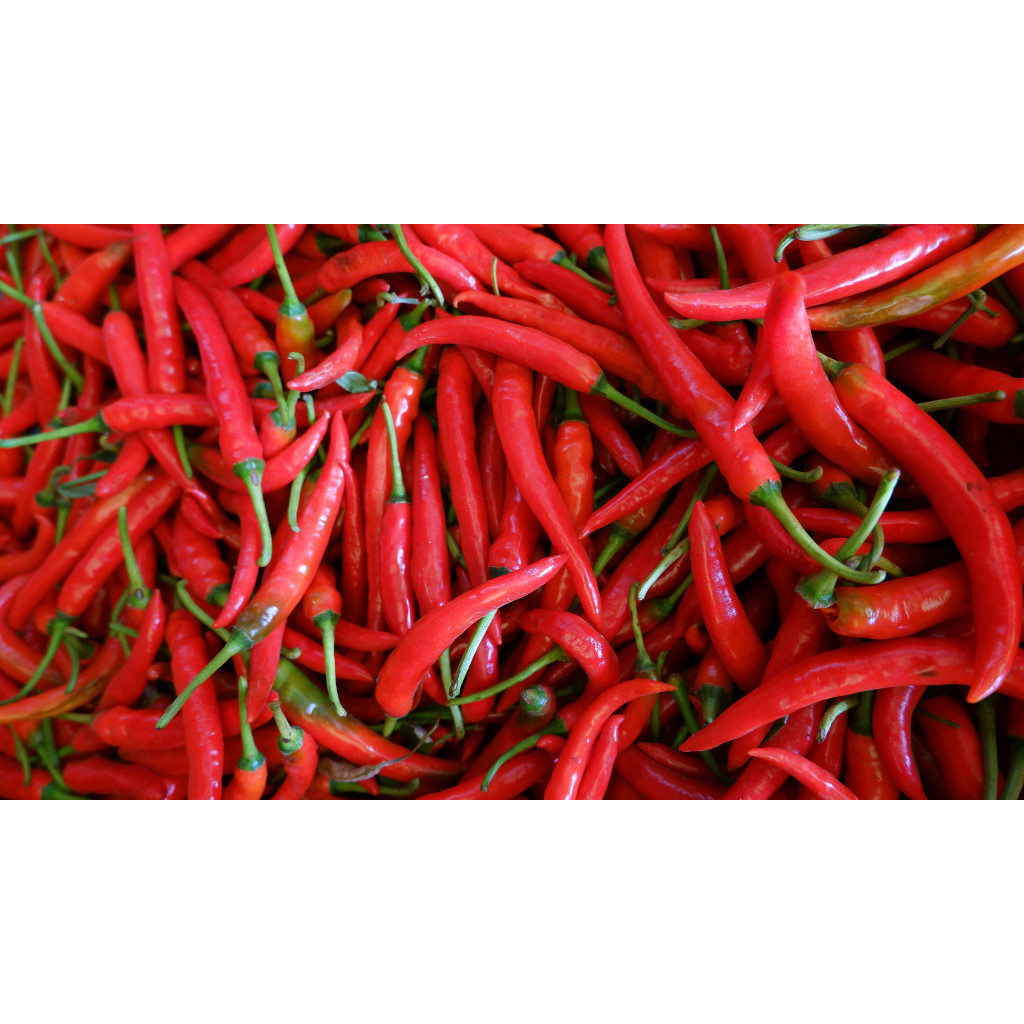

Cabe merah besar