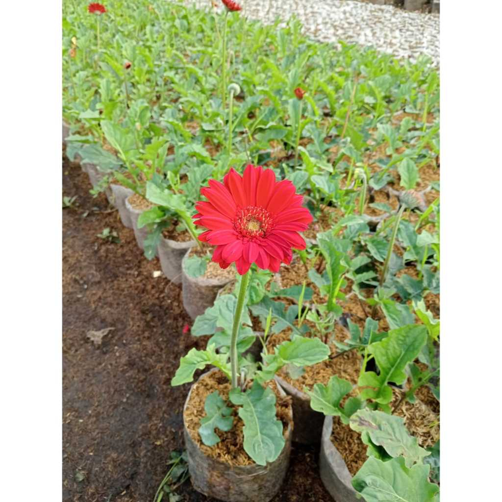 bibit tanaman bunga gerbera, hebras
