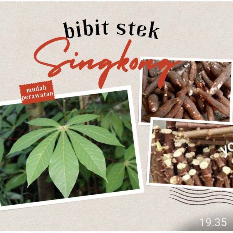 

Bibit stek singkong kemasan 1 kg