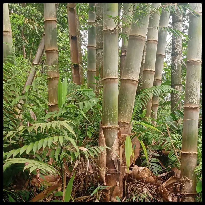 Bibit Bambu Betung jumbo bambu petung siap tanam MB