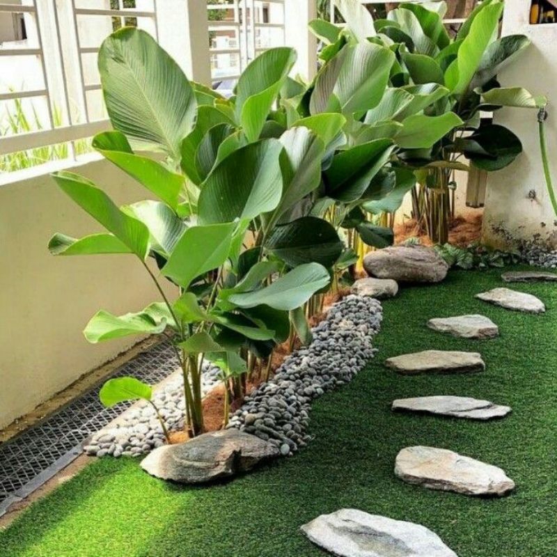 Tanaman hias chalatea pisang Pisangan 1 meter