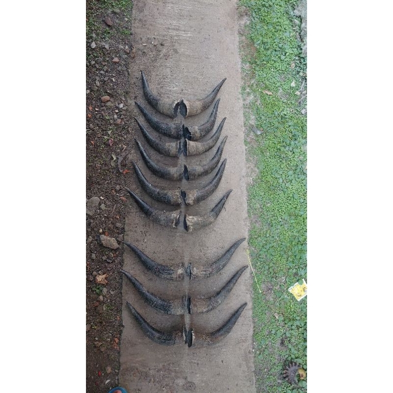 hoby koleksi pasangan sunguu panjang