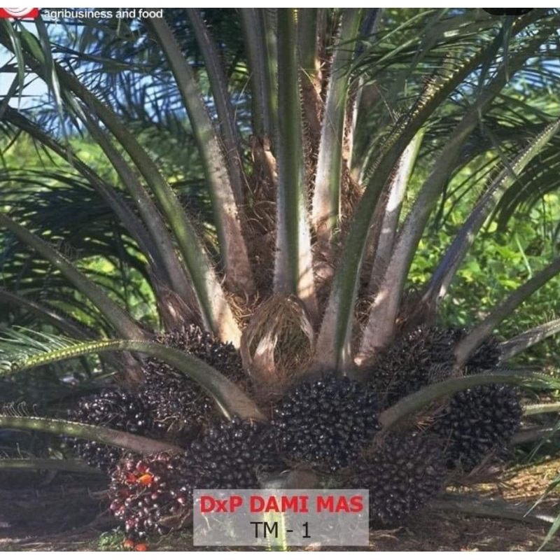 BENIH SAWIT UNGGUL DAMIMAS ORIGINAL SERTIFIKAT