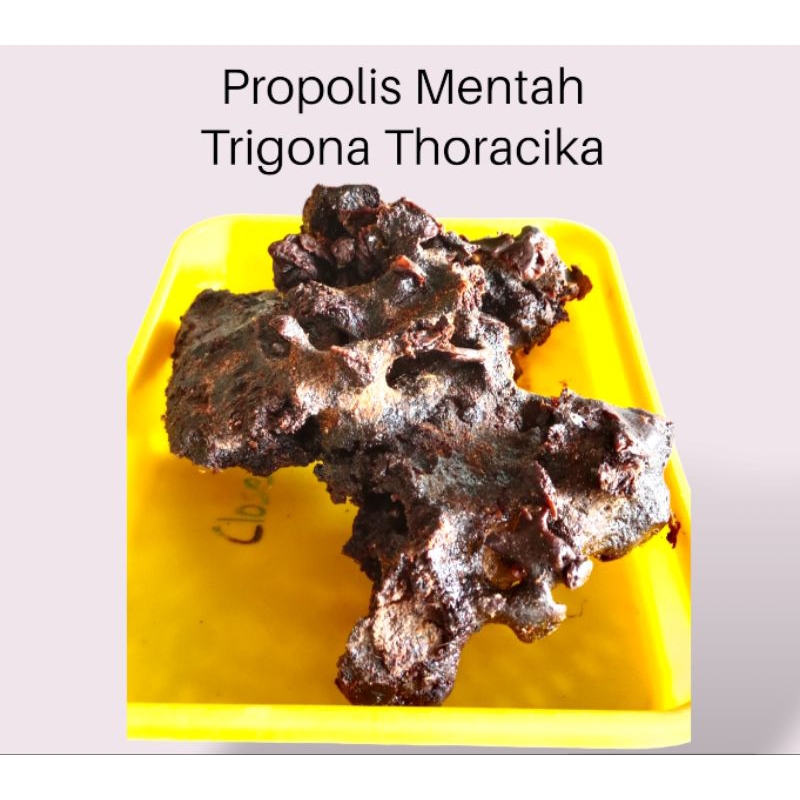 

Rumah Madu Psp - Propolis Mentah Trigona Thoracika 150 Gram