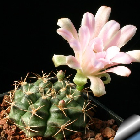 Kaktus Ownroot Gymno Damsii / Gymnocalycium Damsii
