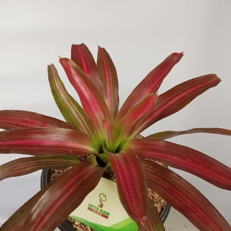 Bromelia tricolour/ Bromelia mawar tiga warna