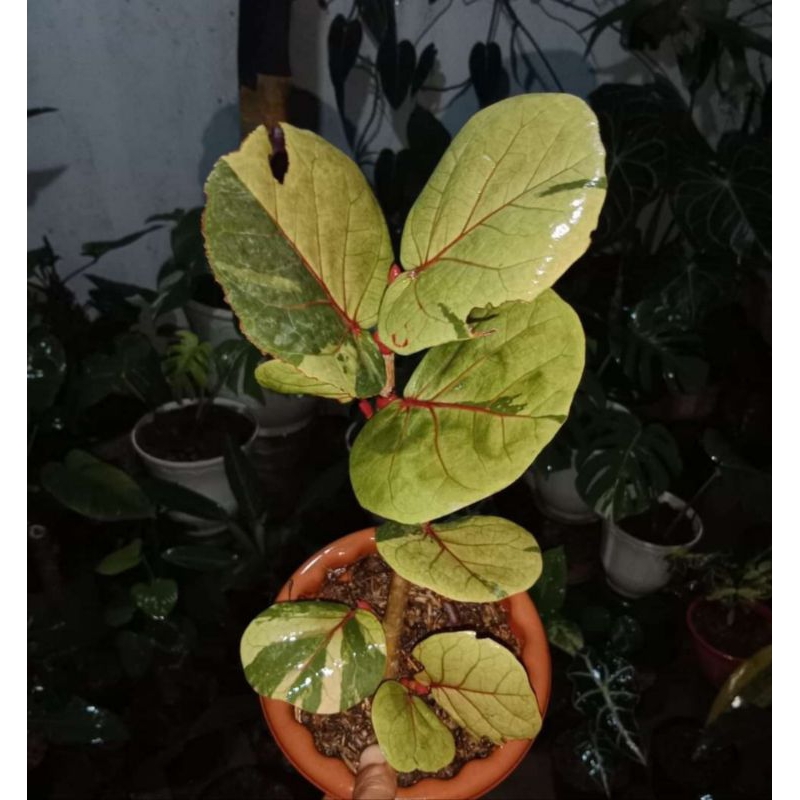 Ficus Cocoloba Variegata