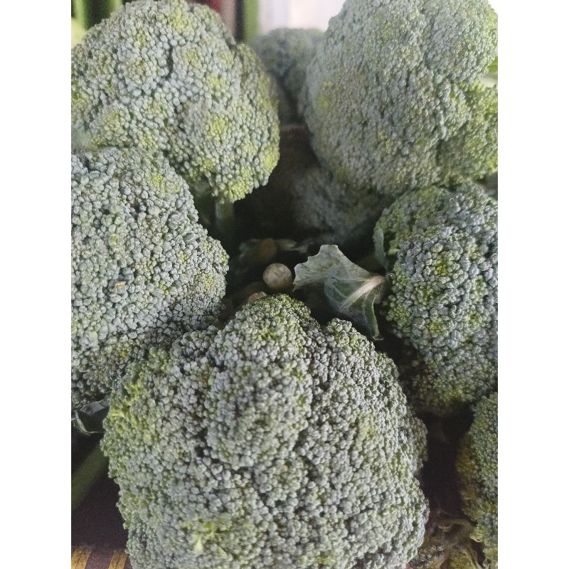 

Sayur Brokoli Bandung Fresh