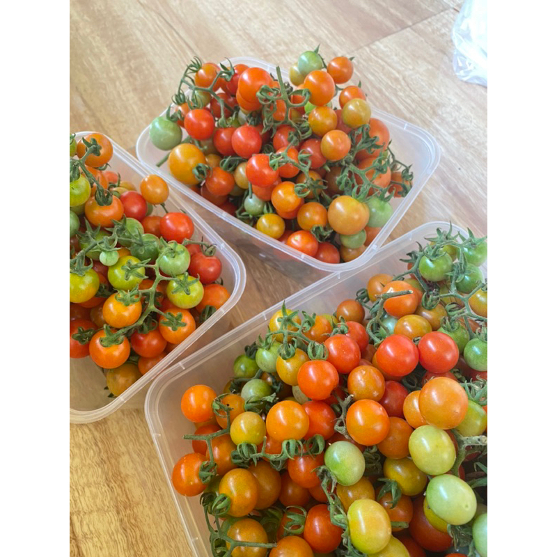 

Tomat Rampai segar khas lampung ukuran 300gram