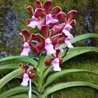Anggrek Vanda perlexa dewasa siap berbunga